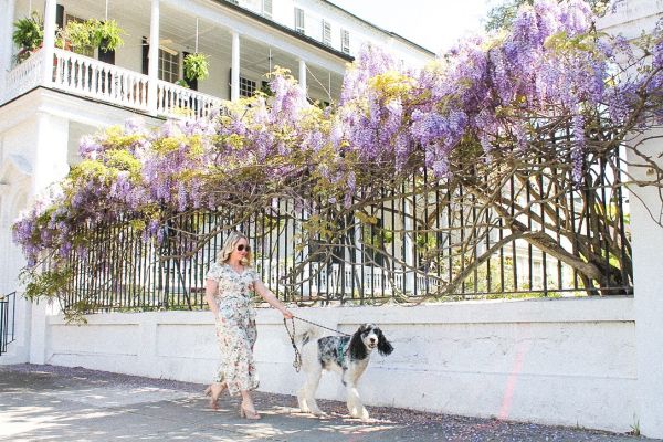 Charleston Wisteria